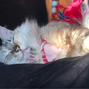 Meet your Posher, Amber